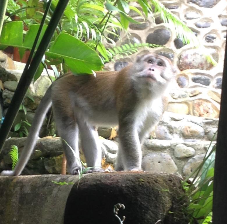 Kupu Kupu Garden Guest House & Cafe Bukit Lawang Exterior photo